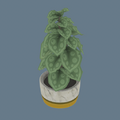 Item Executive Office Plant.png
