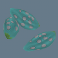 Item Forest Seed (Plants).png